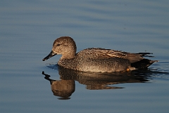 David Plant Photography - Wildlife Photography - Gadwall - E